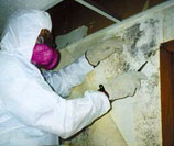 mold remediation San Francisco service